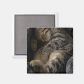 Aimant Animaux de bébés cutest | Chat Tabby Dormant (Recto/Verso)