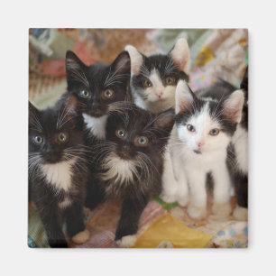 Aimant Animaux de bébés cutest Chatons noirs et blancs