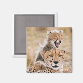 Aimant Animaux de bébés cutest | Cheetah Cat & Cub (Recto/Verso)