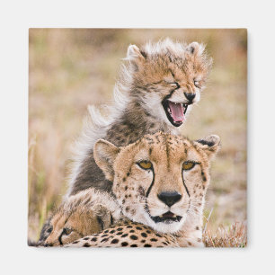 Aimant Animaux de bébés cutest   Cheetah Cat & Cub