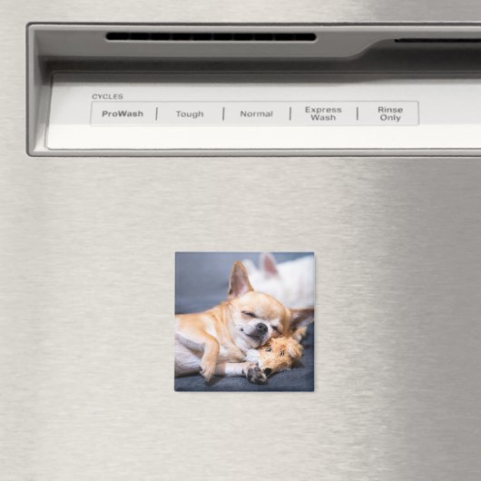 Aimant Animaux de bébés cutest | Chihuahua Chig aux cheve (In Situ (Lave-vaisselle))