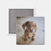 Aimant Animaux de bébés cutest | Chiot Brown (Recto/Verso)