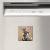 Aimant Animaux de bébés cutest | Chouette blanche de la s (In Situ (Lave-vaisselle))