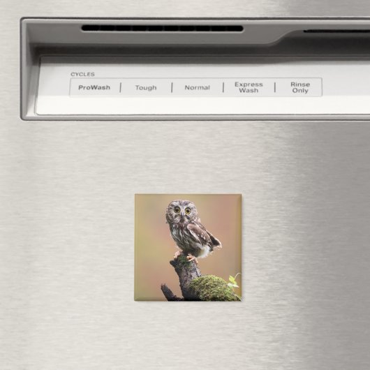 Aimant Animaux de bébés cutest | Chouette blanche de la s (In Situ (Lave-vaisselle))