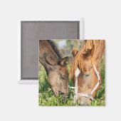 Aimant Animaux de bébés cutest | Colt à cheval (Recto/Verso)