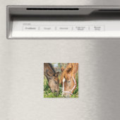 Aimant Animaux de bébés cutest | Colt à cheval (In Situ (Lave-vaisselle))