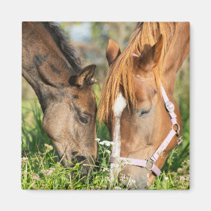 Aimant Animaux de bébés cutest   Colt à cheval