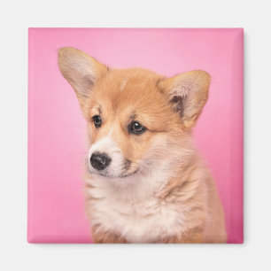 Aimant Animaux de bébés cutest   Corgi Chiot rose