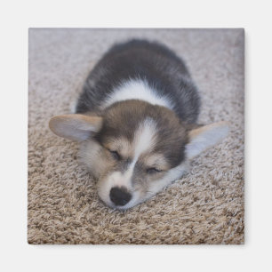 Aimant Animaux de bébés cutest   Corgi Chiot sur Shag Rug