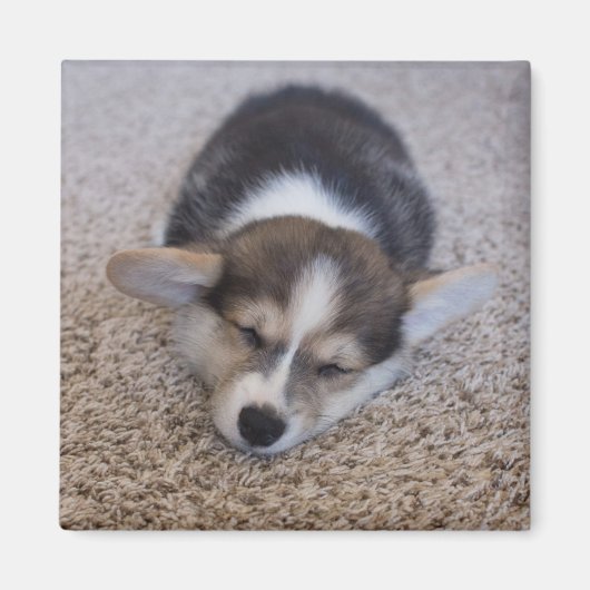 Aimant Animaux de bébés cutest | Corgi Chiot sur Shag Rug (Devant)