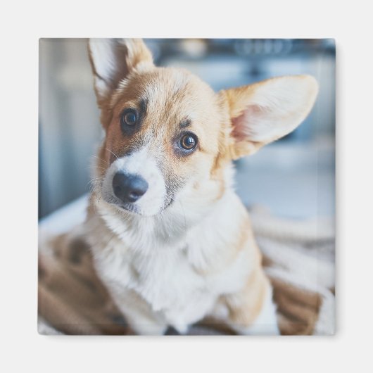 Aimant Animaux de bébés cutest | Corgi Head Tilt (Devant)