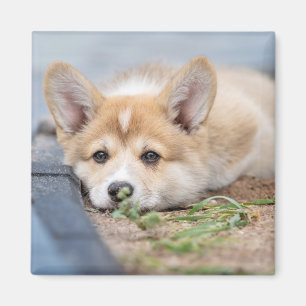 Aimant Animaux de bébés cutest Corgi Laying in the Yard