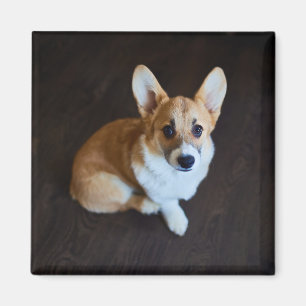 Aimant Animaux de bébés cutest Corgi levant les yeux