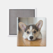 Aimant Animaux de bébés cutest | Corgi Puppy (Recto/Verso)