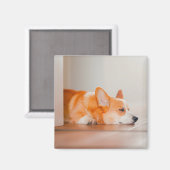 Aimant Animaux de bébés cutest | Corgi Sleeping (Recto/Verso)