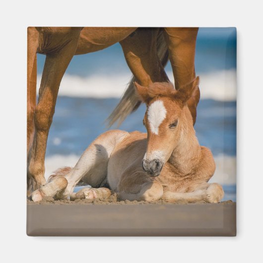 Aimant Animaux de bébés cutest | Corolla nouvellement née (Devant)