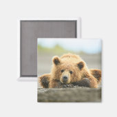 Aimant Animaux de bébés cutest | Cub d'ours Brown côtier (Recto/Verso)