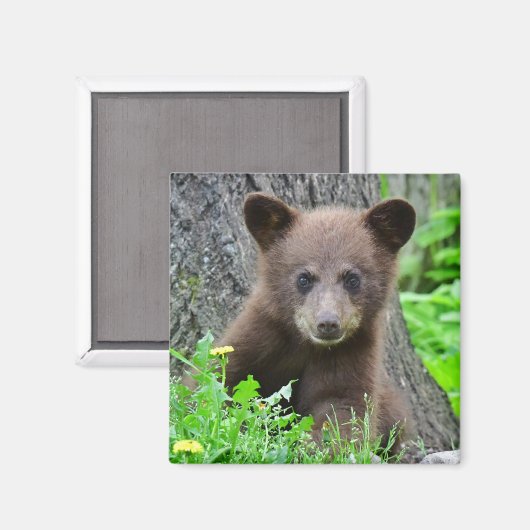 Aimant Animaux de bébés cutest | Cube d'ours Brown (Recto/Verso)