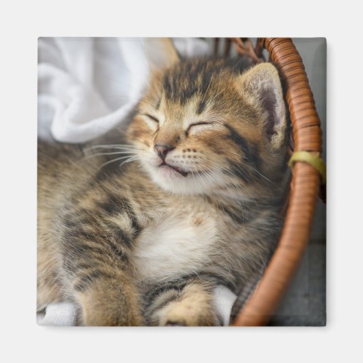 Aimant Animaux de bébés cutest | Cute Tabby Chat Dormir (Devant)