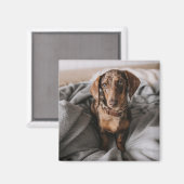 Aimant Animaux de bébés cutest | Dachshund Dachshund Dach (Recto/Verso)