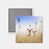 Aimant Animaux de bébés cutest | Deux jeunes cerfs à queu (Recto/Verso)