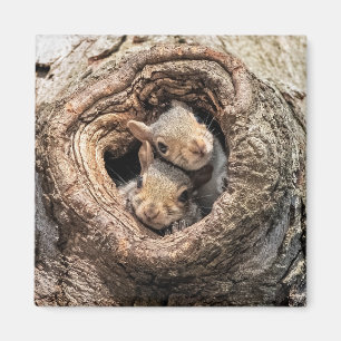 Aimant Animaux de bébés cutest   Deux jeunes écureuils