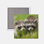 Aimant Animaux de bébés cutest | Deux jeunes ratons (Recto/Verso)