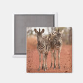 Aimant Animaux de bébés cutest | Deux jeunes zèbres (Recto/Verso)