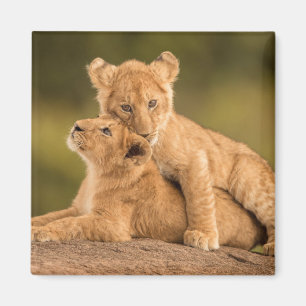 Aimant Animaux de bébés cutest   Deux Lions Cubs