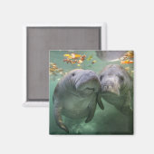 Aimant Animaux de bébés cutest | Deux Manatees (Recto/Verso)