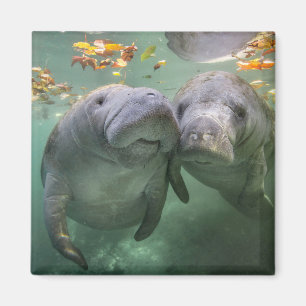Aimant Animaux de bébés cutest   Deux Manatees