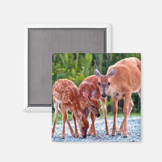 Aimant Animaux de bébés cutest | Fawn with Babies (Recto/Verso)