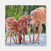 Aimant Animaux de bébés cutest | Fawn with Babies (Devant)
