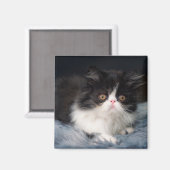 Aimant Animaux de bébés cutest | Fluffy B&W Kitten (Recto/Verso)