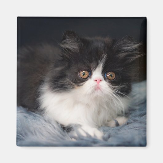 Aimant Animaux de bébés cutest | Fluffy B&W Kitten (Devant)