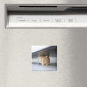 Aimant Animaux de bébés cutest | Fluffy Orange Kitten (In Situ (Lave-vaisselle))