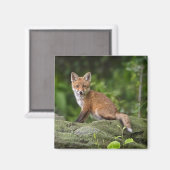 Aimant Animaux de bébés cutest | Foxy Smile (Recto/Verso)