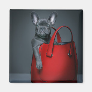 Aimant Animaux de bébés cutest   French Bulldog dans le s