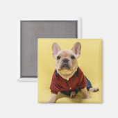 Aimant Animaux de bébés cutest | French Bulldog habillé (Recto/Verso)