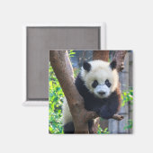 Aimant Animaux de bébés cutest | Géant Panda Cub (Recto/Verso)