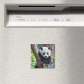 Aimant Animaux de bébés cutest | Géant Panda Cub (In Situ (Lave-vaisselle))