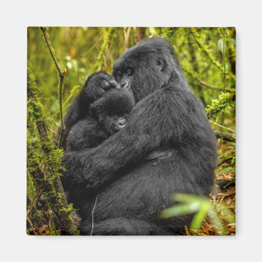 Aimant Animaux de bébés cutest | Gorilla & bébé (Devant)