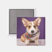 Aimant Animaux de bébés cutest | Halloween Corgi (Recto/Verso)