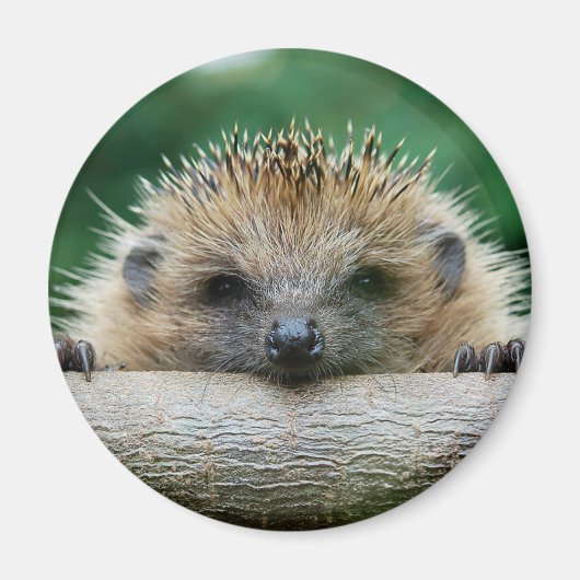 Aimant Animaux de bébés cutest | Hedgehog Smile (Devant)