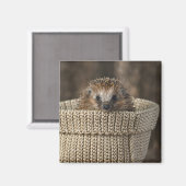 Aimant Animaux de bébés cutest | Hérisson dans un panier (Recto/Verso)