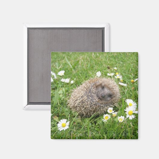 Aimant Animaux de bébés cutest | Hérisson espagnol (Recto/Verso)