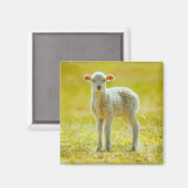 Aimant Animaux de bébés cutest | Jeune mouton (Recto/Verso)