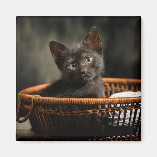 Aimant Animaux de bébés cutest | Kitten dans le panier (Devant)