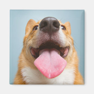 Aimant Animaux de bébés cutest Langue de Corgi