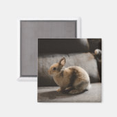 Aimant Animaux de bébés cutest | Lapin nain de Pays-Bas (Recto/Verso)